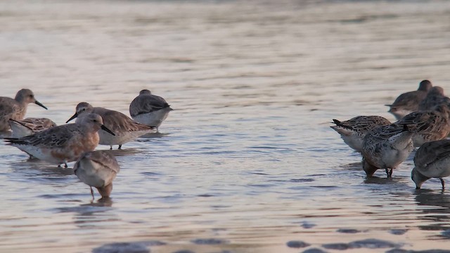 polarsnipe - ML655462097