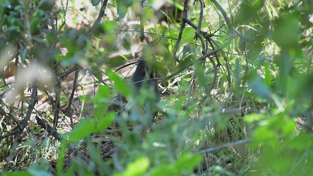 spirvaktel - ML655462284