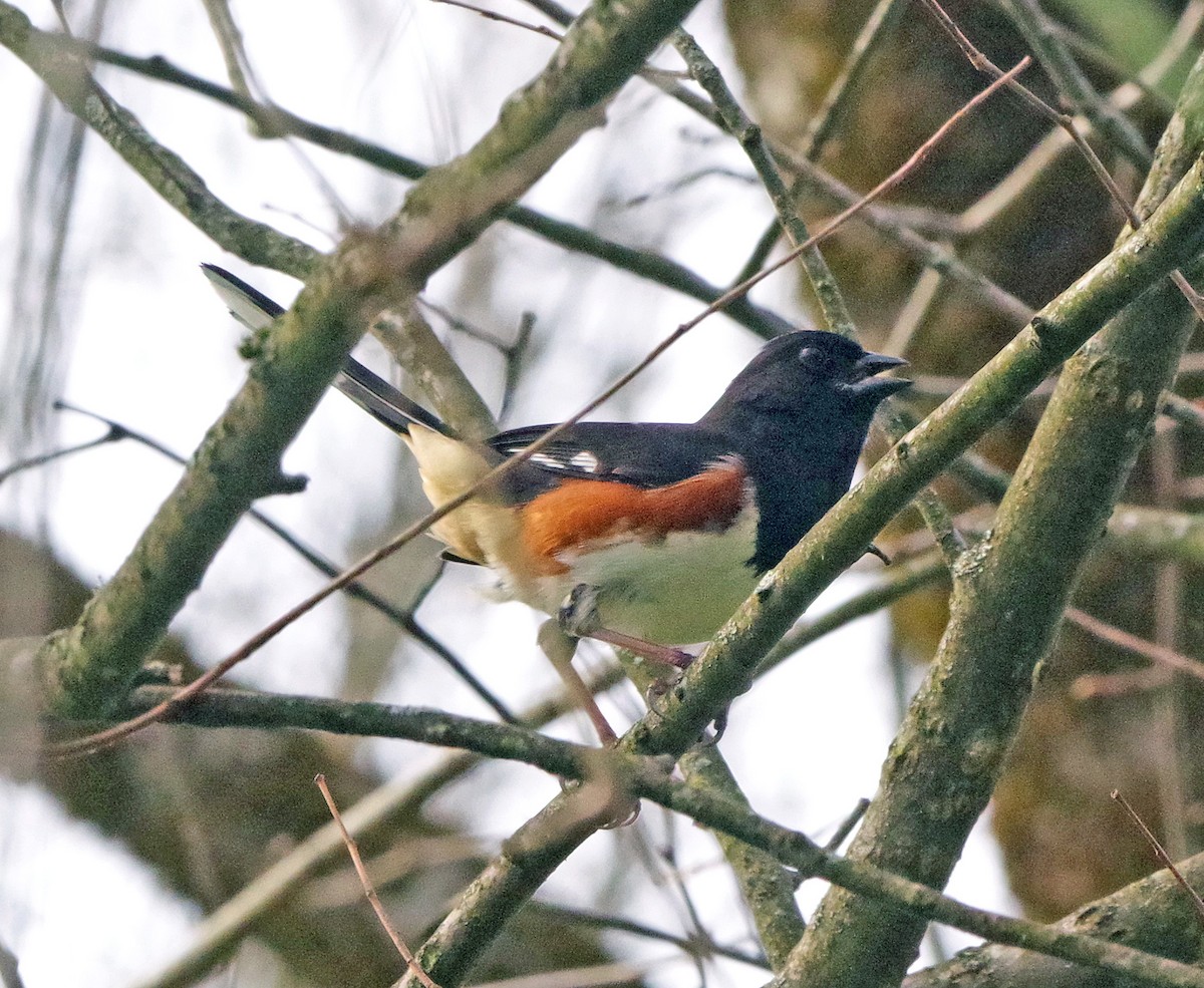 Eastern Towhee - ML655462568