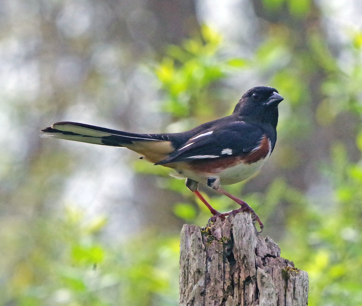 Eastern Towhee - ML655462569