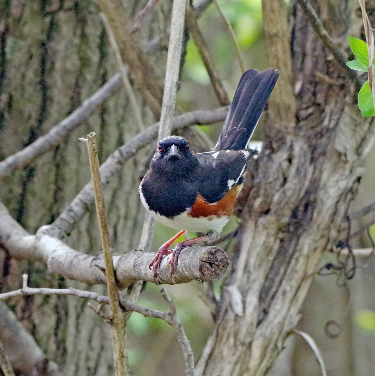 Eastern Towhee - ML655462570
