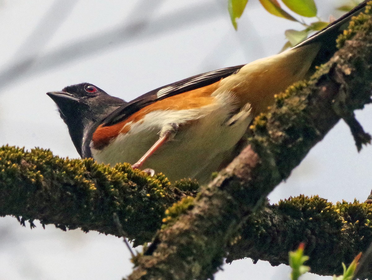Eastern Towhee - ML655462571