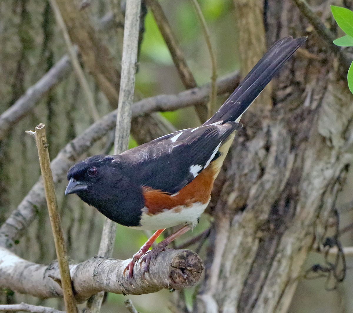 Eastern Towhee - ML655462572