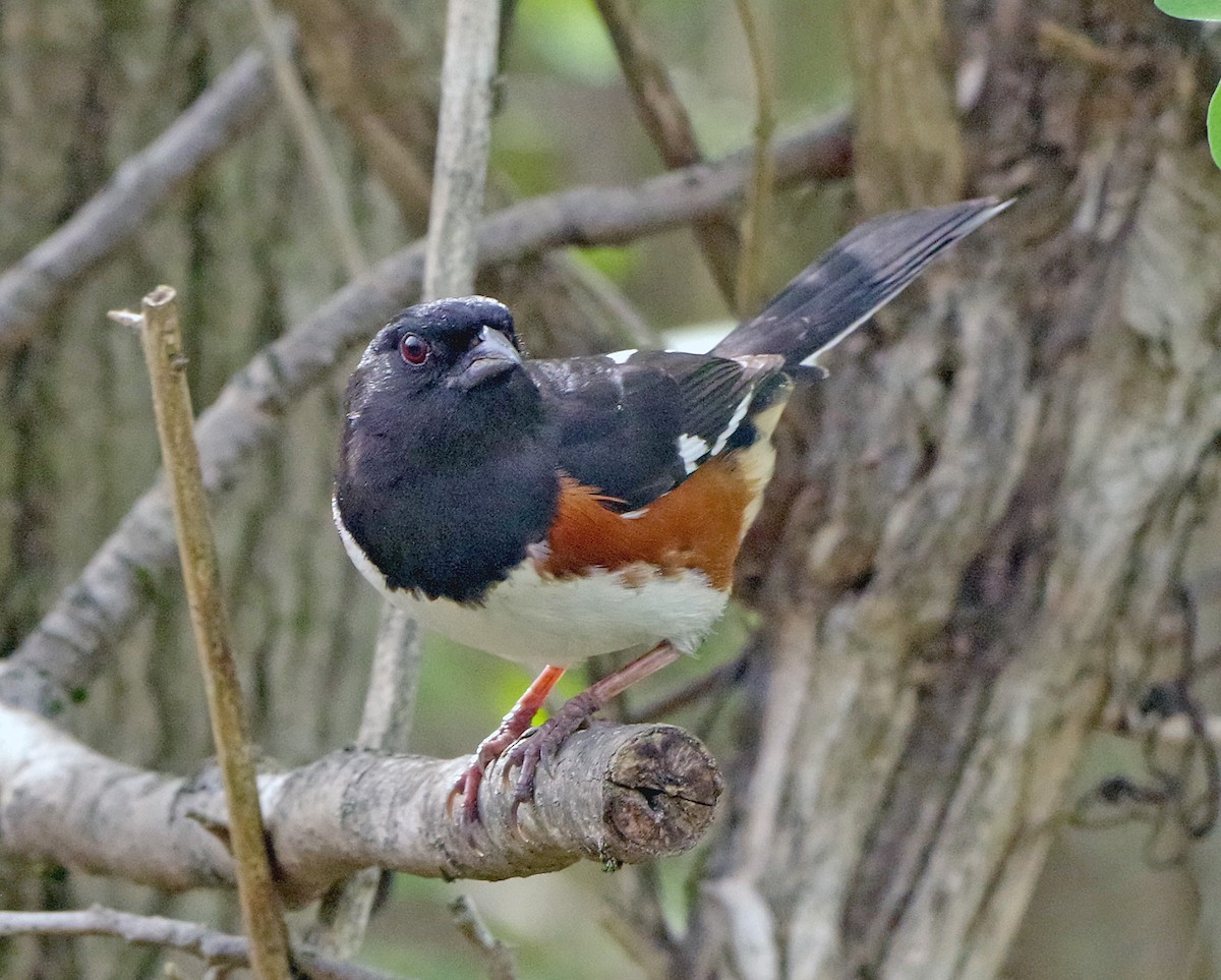 Eastern Towhee - ML655462573