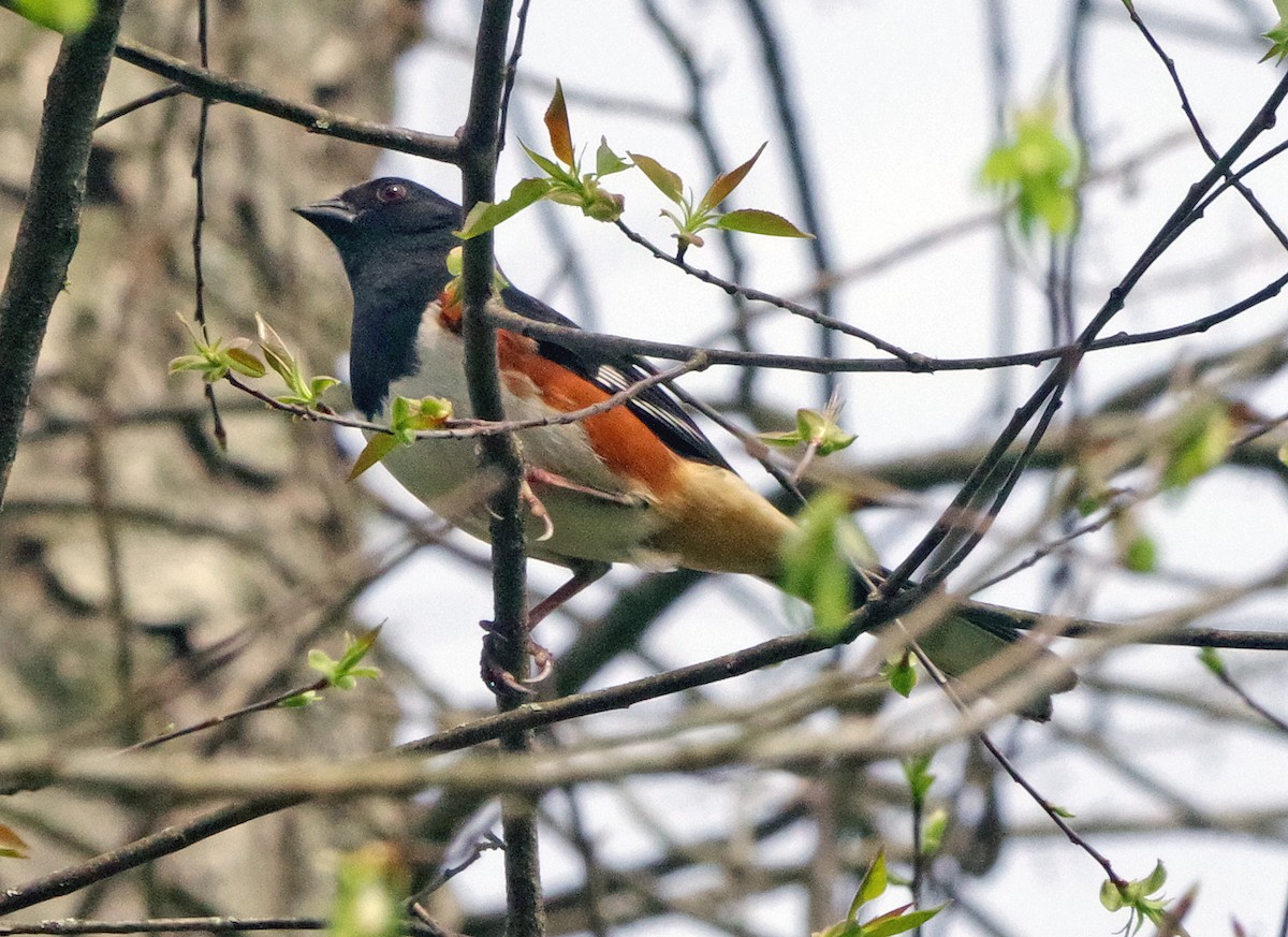 Eastern Towhee - ML655462574