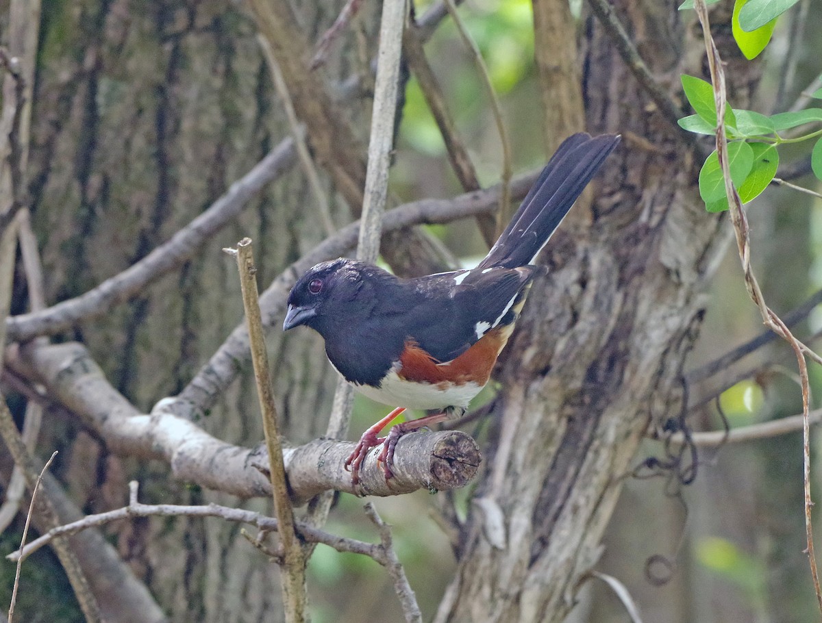 Eastern Towhee - ML655462575
