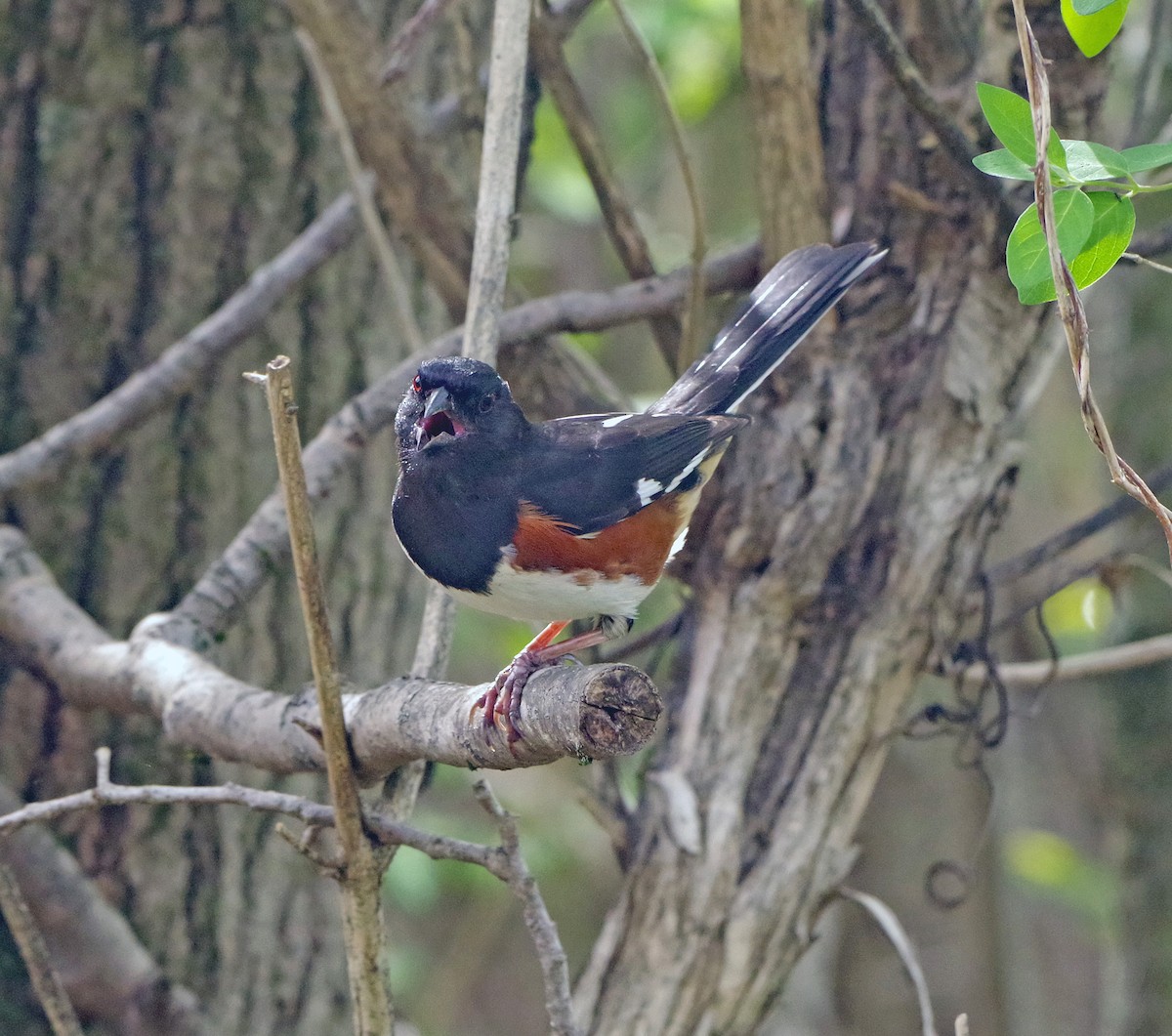 Eastern Towhee - ML655462576