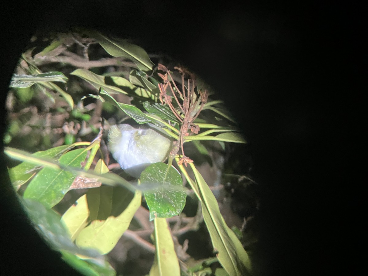 Blue-headed Vireo - ML655462583