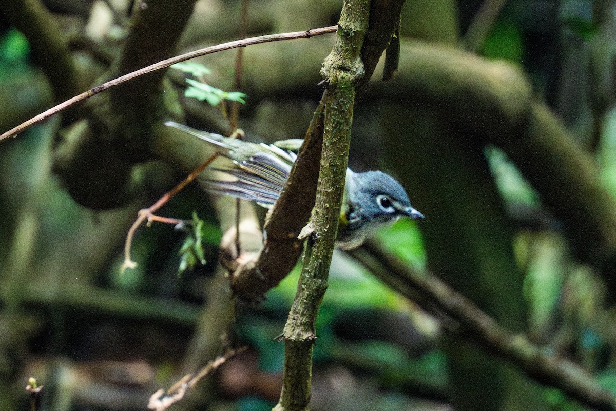 Blue-headed Vireo - ML655462725