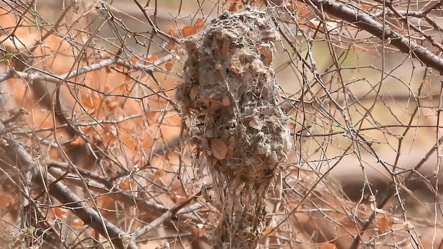 purpursolfugl - ML655462932