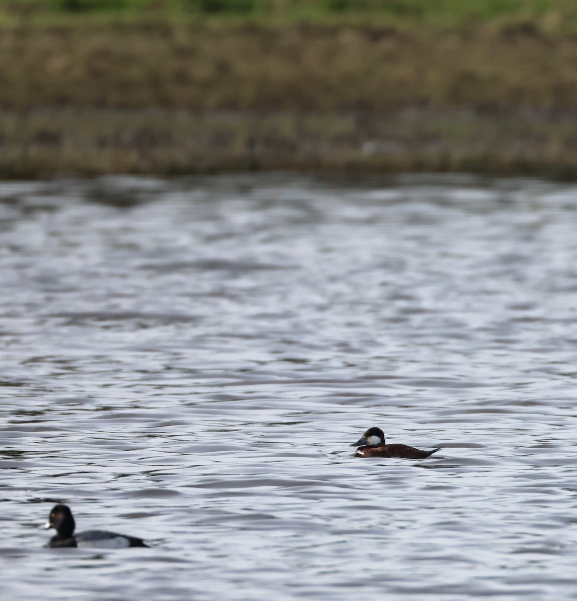 Ruddy Duck - ML655463086