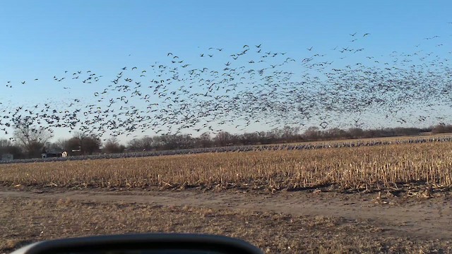 kanadatrane - ML655463091