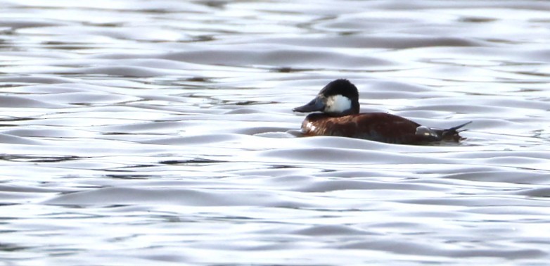 Ruddy Duck - ML655463159