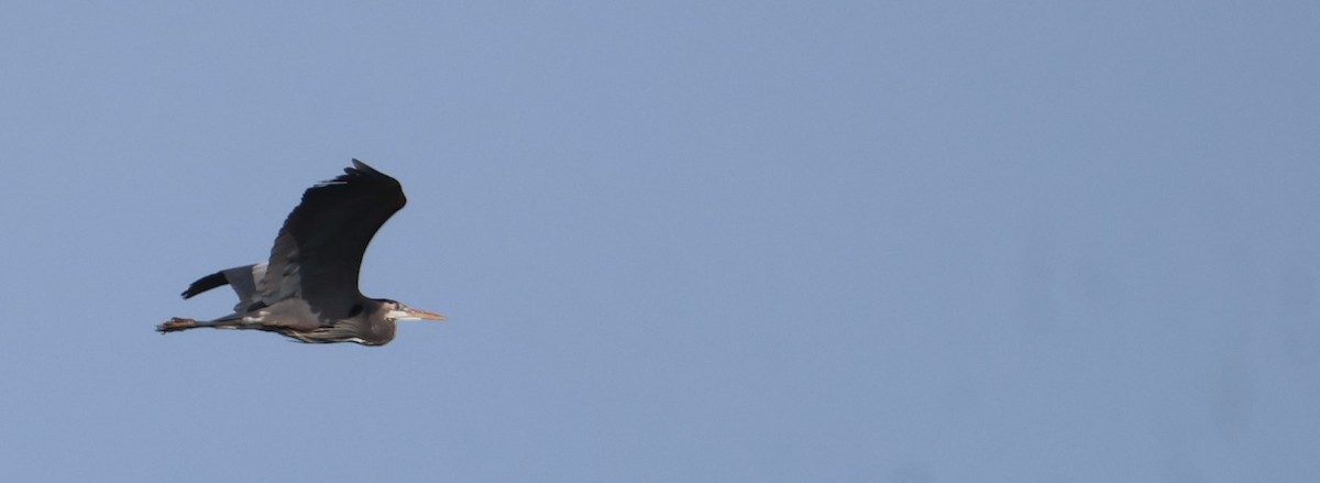 Great Blue Heron - ML655463167