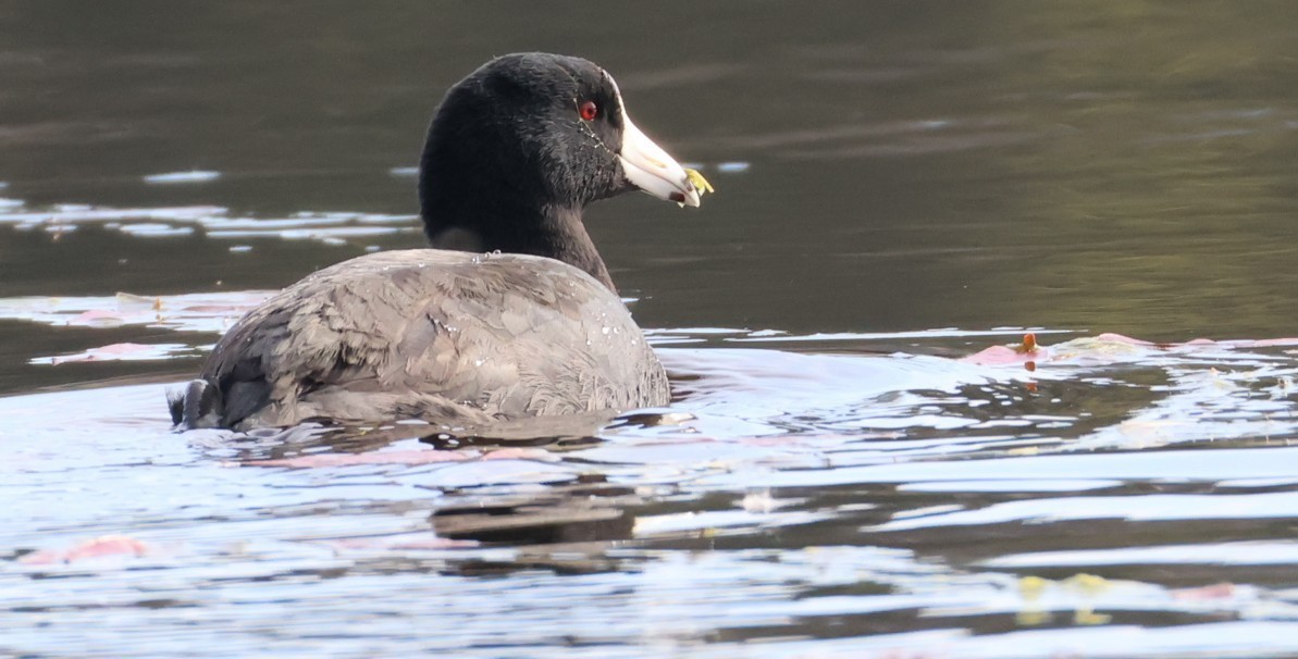 American Coot - ML655463201
