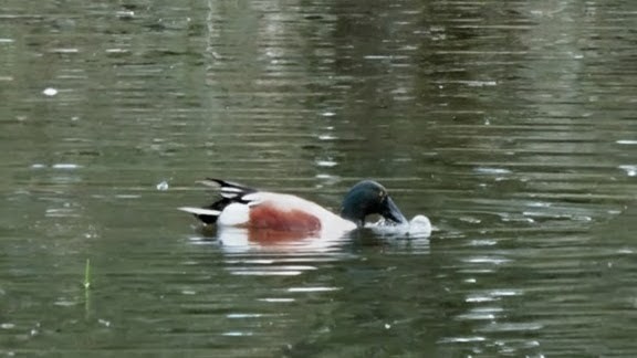 Ahate mokozabal zuria - ML655463377