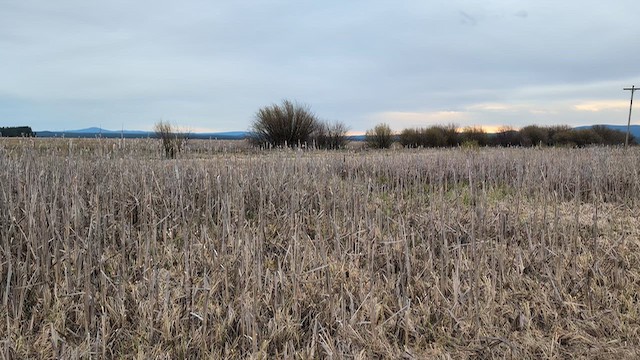 okerrikse - ML655463815