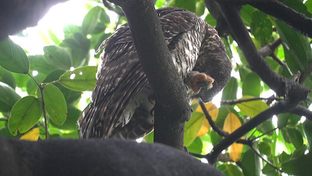 våkugle - ML655463862