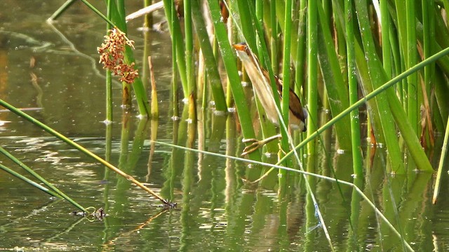 pygmérørdrum - ML655463948