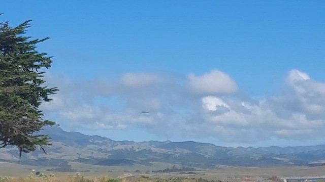 hvithodehavørn - ML655464068