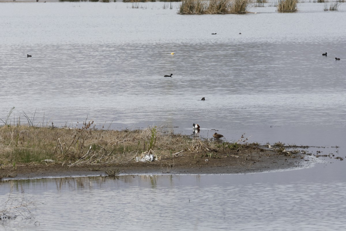 Ahate mokozabal zuria - ML655464074