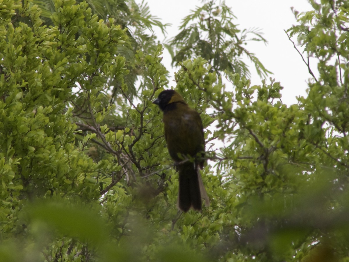 Crimson-collared Grosbeak - ML655464157