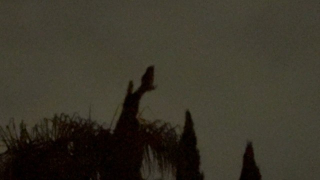 amerikahubro - ML655464158