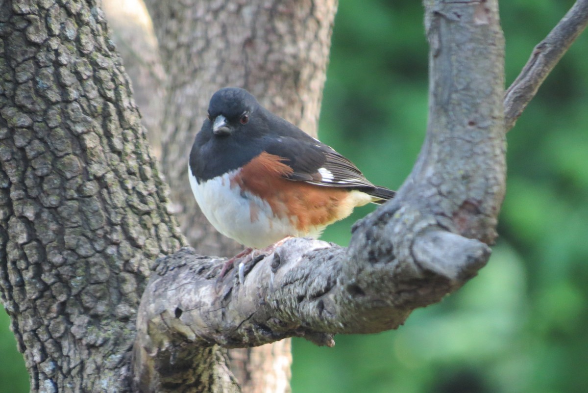 Eastern Towhee - ML655464170