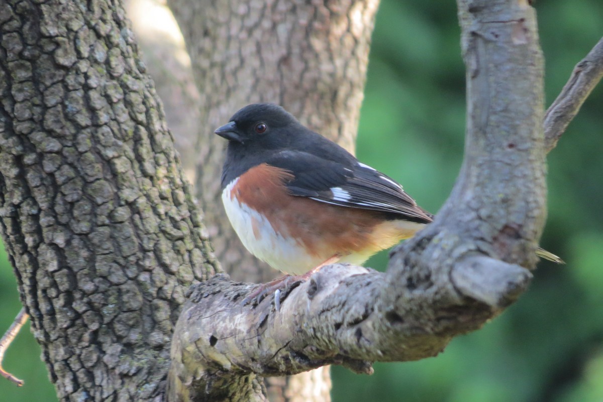 Eastern Towhee - ML655464172