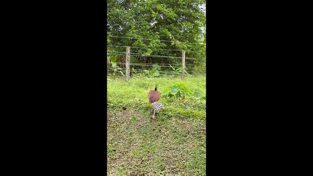 storhokko - ML655464226