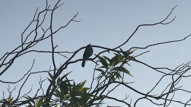 sangspurv - ML655464315