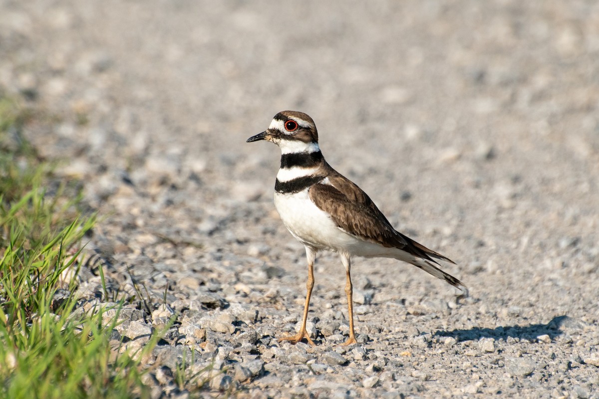 Killdeer - Charadrius vociferus - Media Search - Macaulay Library and eBird