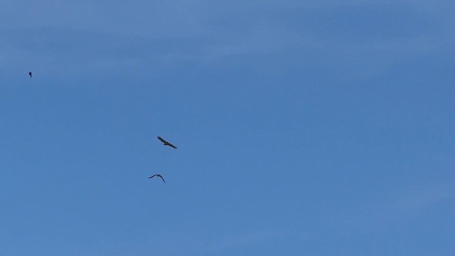 rødstjertvåk - ML655464641