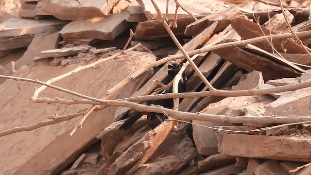 hinduskvett - ML655464822