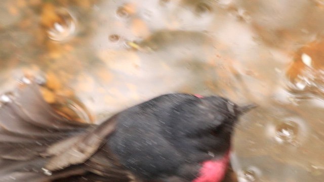 ravineflueskvett - ML655464927