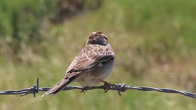 lerkespurv - ML655465017