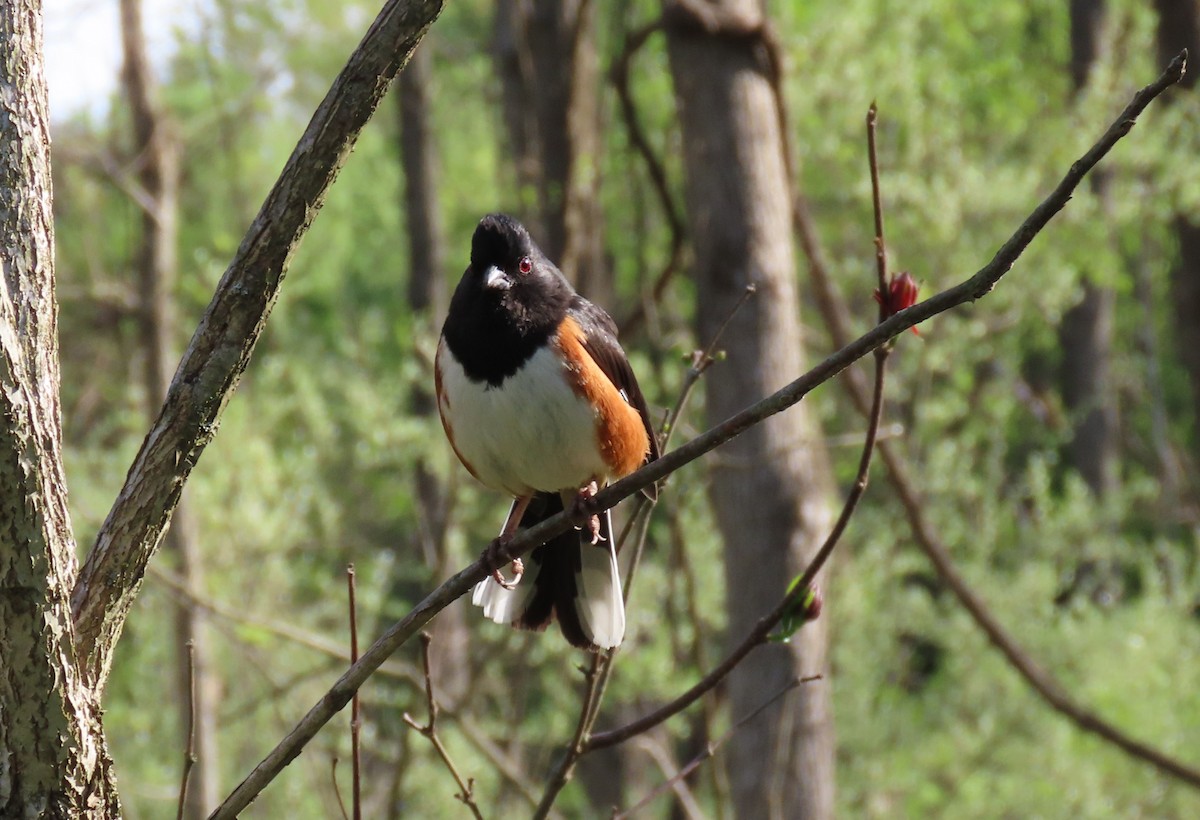 Eastern Towhee - ML655465173
