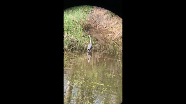 herodiashegre - ML655465208