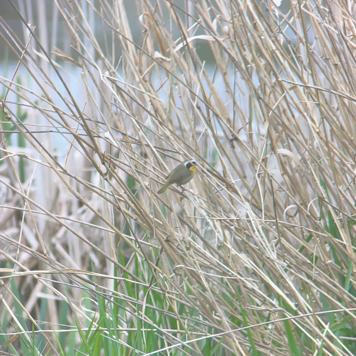 Common Yellowthroat - ML655465233