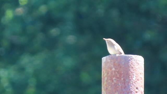 hussmett - ML655465236