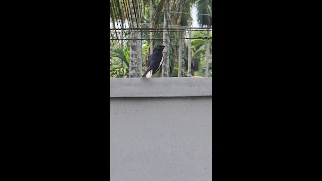 orientskjæreskvett - ML655465373