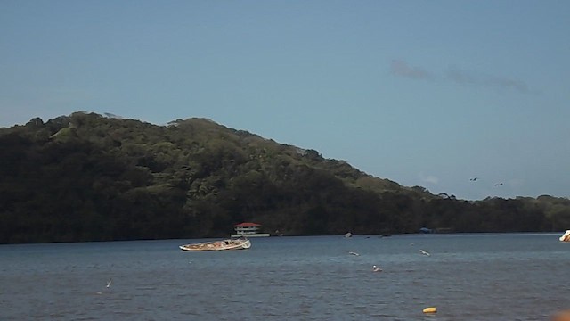 brunpelikan - ML655465525