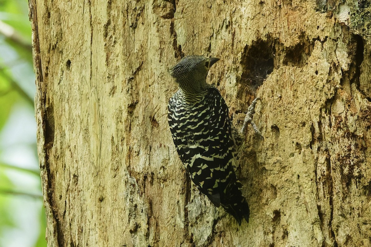 Buff-rumped Woodpecker - ML655465543