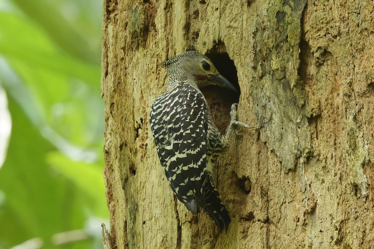 Buff-rumped Woodpecker - ML655465564