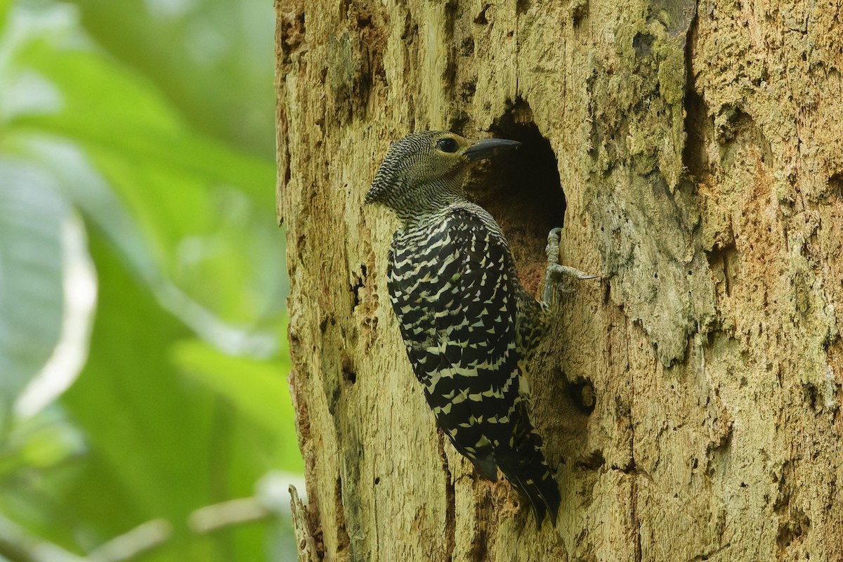 Buff-rumped Woodpecker - ML655465579