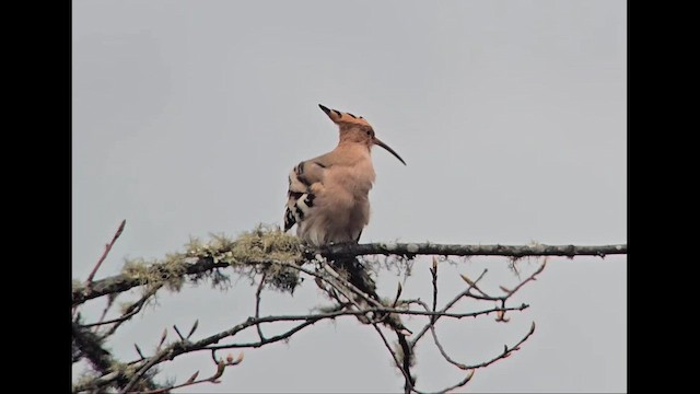 hærfugl - ML655465659