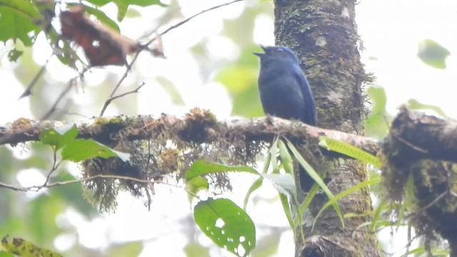 storniltava - ML655465754