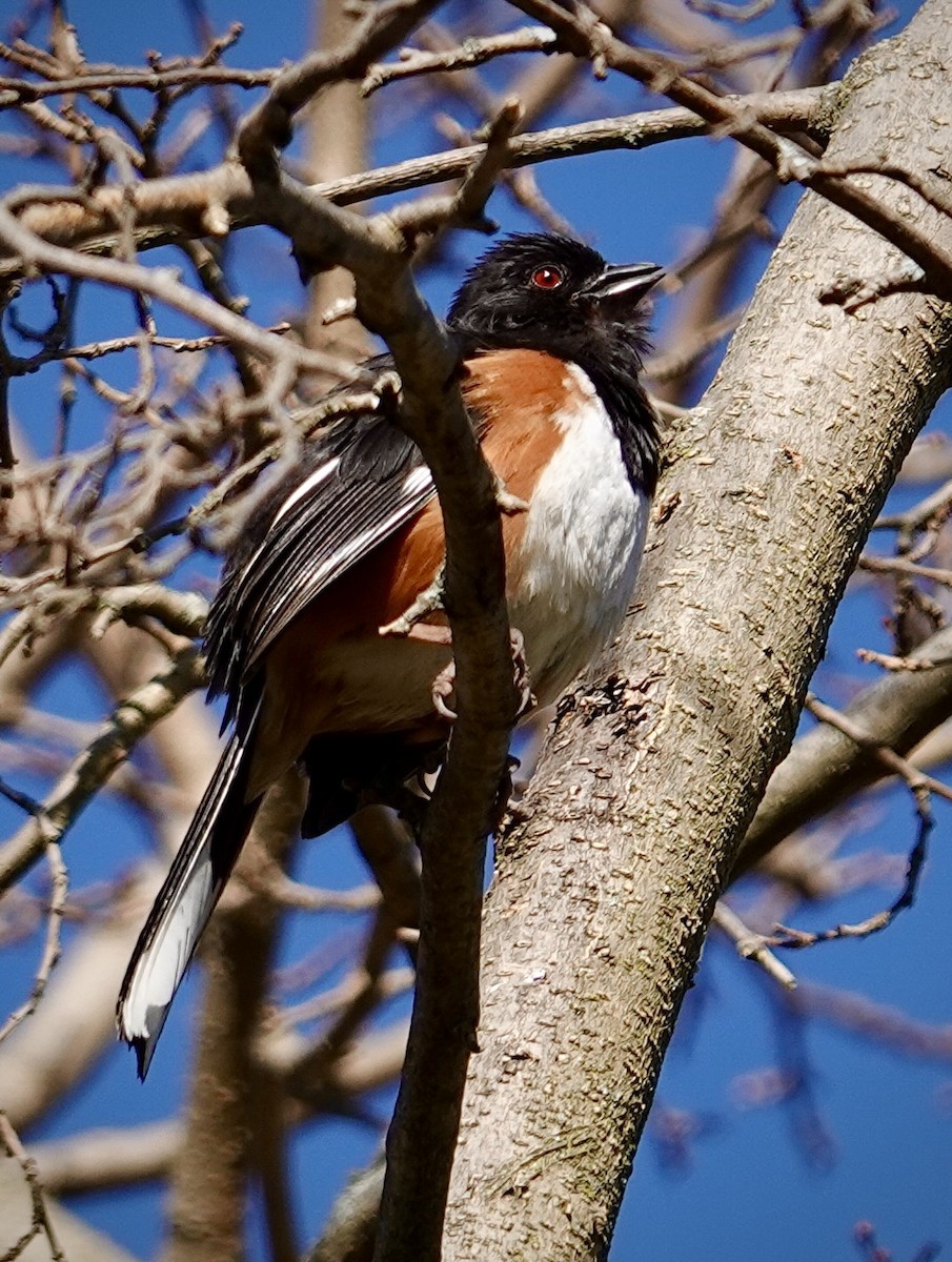 Eastern Towhee - ML655466022