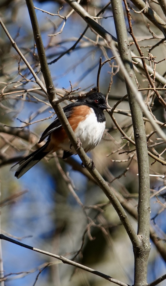 Eastern Towhee - ML655466023