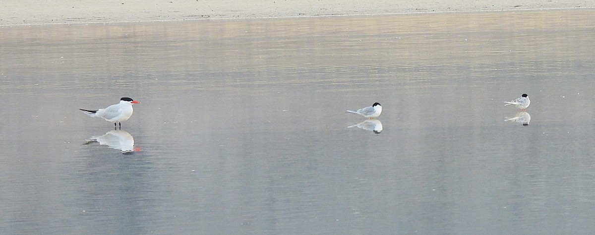 Forster's Tern - ML655466310